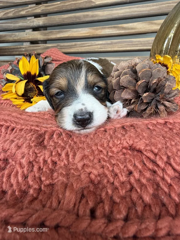 Beethoven  – Miniature Dachshund puppy for sale in Chillicothe, OH