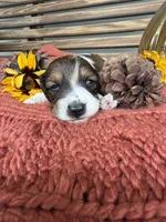 Beethoven , a male Miniature Dachshund for sale in Chillicothe, OH – 1 of 2