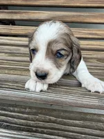 Crunchy , a male Miniature Dachshund for sale in Chillicothe, OH – 5 of 5
