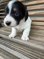 Oreo, a male Miniature Dachshund for sale in Chillicothe, OH – 3 of 5