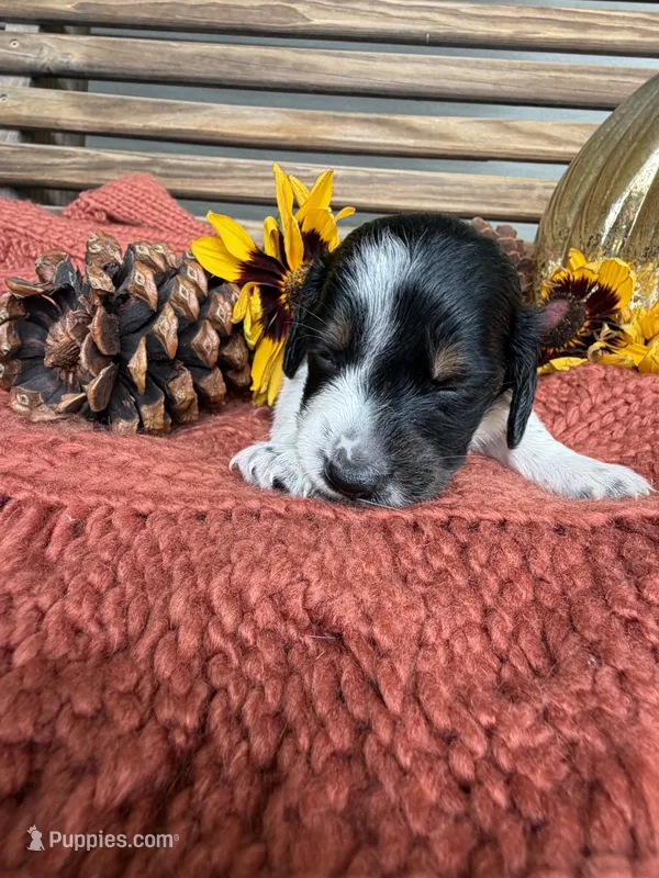 Snoop – Miniature Dachshund puppy for sale in Chillicothe, OH