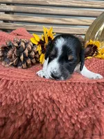 Snoop, a male Miniature Dachshund for sale in Chillicothe, OH – 1 of 2