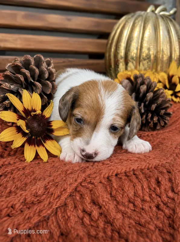 Bingo – Miniature Dachshund puppy for sale in Chillicothe, OH