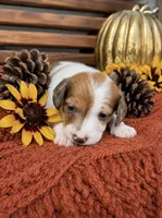 Bingo, a male Miniature Dachshund for sale in Chillicothe, OH – 1 of 1