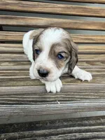 Crunchy , a male Miniature Dachshund for sale in Chillicothe, OH – 2 of 5