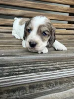 Crunchy , a male Miniature Dachshund for sale in Chillicothe, OH – 4 of 5