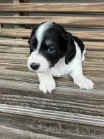 Oreo, a male Miniature Dachshund for sale in Chillicothe, OH – 5 of 5