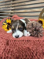 Beethoven , a male Miniature Dachshund for sale in Chillicothe, OH – 2 of 2