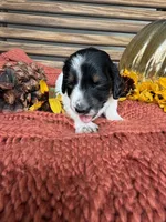 Snoop, a male Miniature Dachshund for sale in Chillicothe, OH – 2 of 2