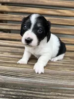 Oreo, a male Miniature Dachshund for sale in Chillicothe, OH – 2 of 5