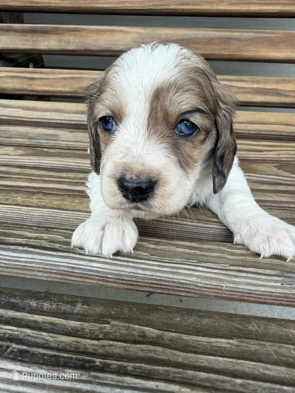 Crunchy  – Miniature Dachshund puppy for sale in Chillicothe, OH