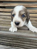 Crunchy , a male Miniature Dachshund for sale in Chillicothe, OH – 1 of 5