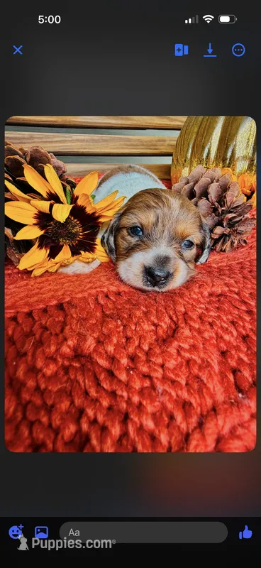 Nala – Miniature Dachshund puppy for sale in Chillicothe, OH