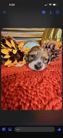 Nala, a female Miniature Dachshund for sale in Chillicothe, OH – 1 of 1