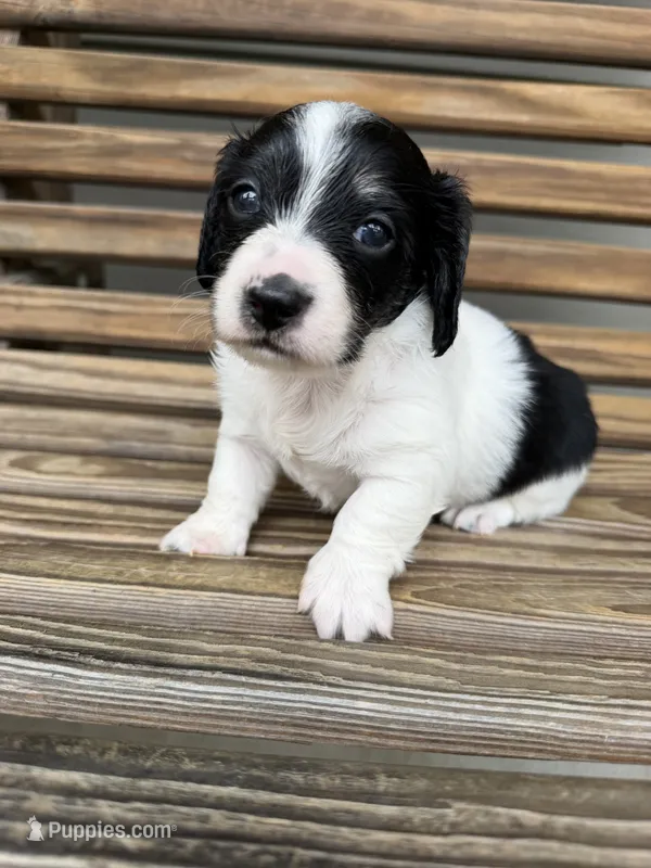 Oreo – Miniature Dachshund puppy for sale in Chillicothe, OH