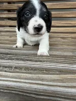 Oreo, a male Miniature Dachshund for sale in Chillicothe, OH – 4 of 5