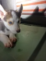 Jack , a male Siberian Husky for sale in Tucson, AZ – 2 of 2