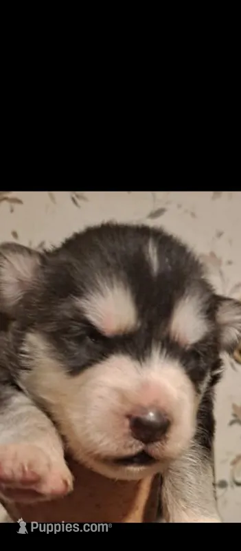 Nitro  – Siberian Husky puppy for sale in Tucson, AZ