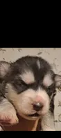 Nitro , a male Siberian Husky for sale in Tucson, AZ – 1 of 1