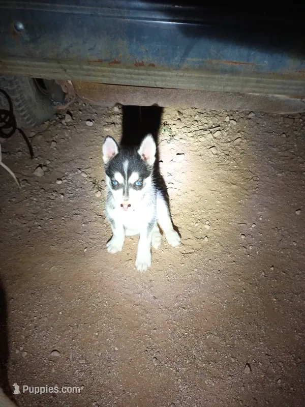 Esko  – Siberian Husky puppy for sale in Tucson, AZ