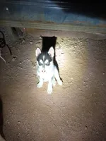 Esko , a female Siberian Husky for sale in Tucson, AZ – 1 of 2