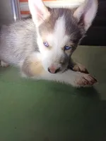 Jack , a male Siberian Husky for sale in Tucson, AZ – 1 of 2