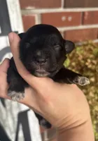 AKC, a male Miniature Schnauzer for sale in Hillsville, VA – 2 of 2