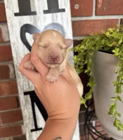 Light Red Girl 1 , a female Miniature Schnauzer for sale in Hillsville, VA – 3 of 3