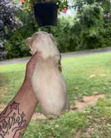 White boy, a male Miniature Schnauzer for sale in Hillsville, VA – 3 of 7