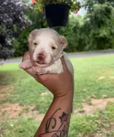 White boy, a male Miniature Schnauzer for sale in Hillsville, VA – 1 of 7