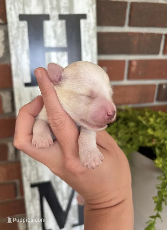 White boy (Merle)  – Miniature Schnauzer puppy for sale in Hillsville, VA