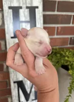 White boy (Merle) , a male Miniature Schnauzer for sale in Hillsville, VA – 1 of 4