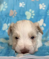 White boy, a male Miniature Schnauzer for sale in Hillsville, VA – 2 of 9
