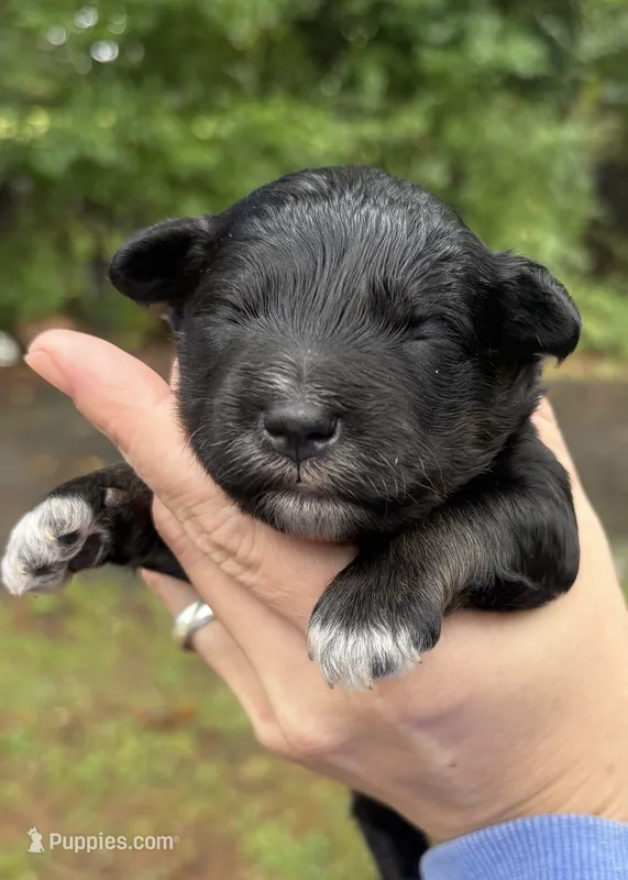 Black boy- AKC – Miniature Schnauzer puppy for sale in Hillsville, VA