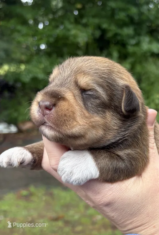 Sable boy- AKC – Miniature Schnauzer puppy for sale in Hillsville, VA