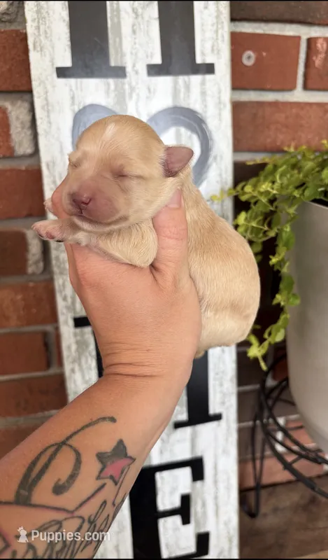 Light Red Girl 1  – Miniature Schnauzer puppy for sale in Hillsville, VA