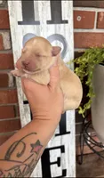 Light Red Girl 1 , a female Miniature Schnauzer for sale in Hillsville, VA – 1 of 3