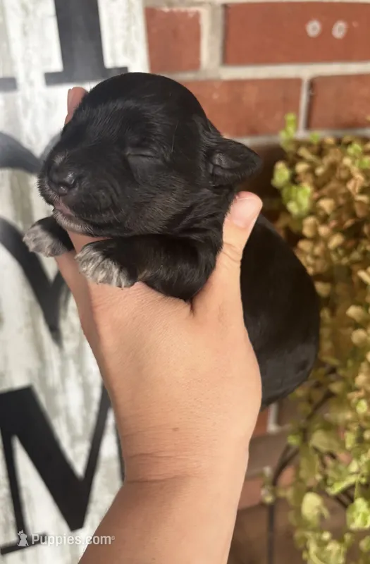 AKC – Miniature Schnauzer puppy for sale in Hillsville, VA