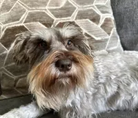 Salt N Pepper Parti , a female Miniature Schnauzer for sale in Hillsville, VA – Photo 4 of 4