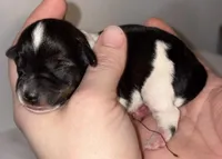 Salt N Pepper Parti , a female Miniature Schnauzer for sale in Hillsville, VA – Photo 1 of 4