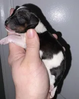 Salt N Pepper Parti , a female Miniature Schnauzer for sale in Hillsville, VA – Photo 2 of 4