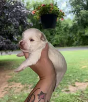 White boy, a male Miniature Schnauzer for sale in Hillsville, VA – 2 of 7