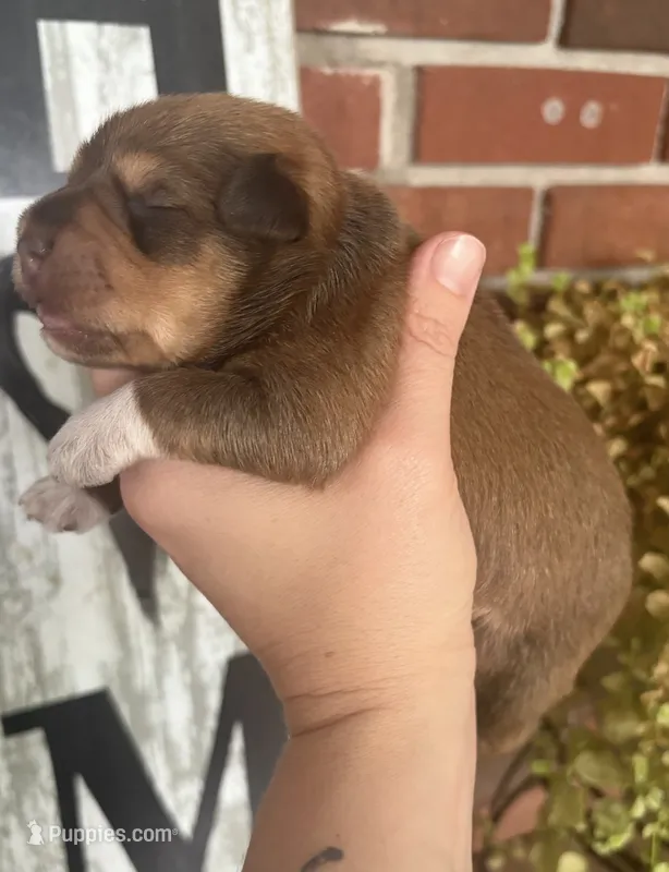 Sable boy- AKC – Miniature Schnauzer puppy for sale in Hillsville, VA
