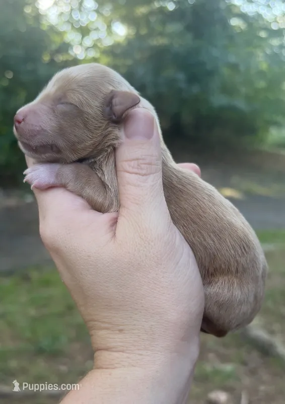 Red boy -AKC – Miniature Schnauzer puppy for sale in Hillsville, VA