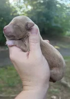 Red boy -AKC, a male Miniature Schnauzer for sale in Hillsville, VA – 1 of 3