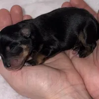 Black n Tan , a female Miniature Schnauzer for sale in Hillsville, VA – Photo 2 of 4