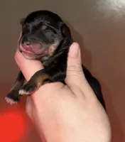 Black n Tan , a female Miniature Schnauzer for sale in Hillsville, VA – Photo 1 of 4