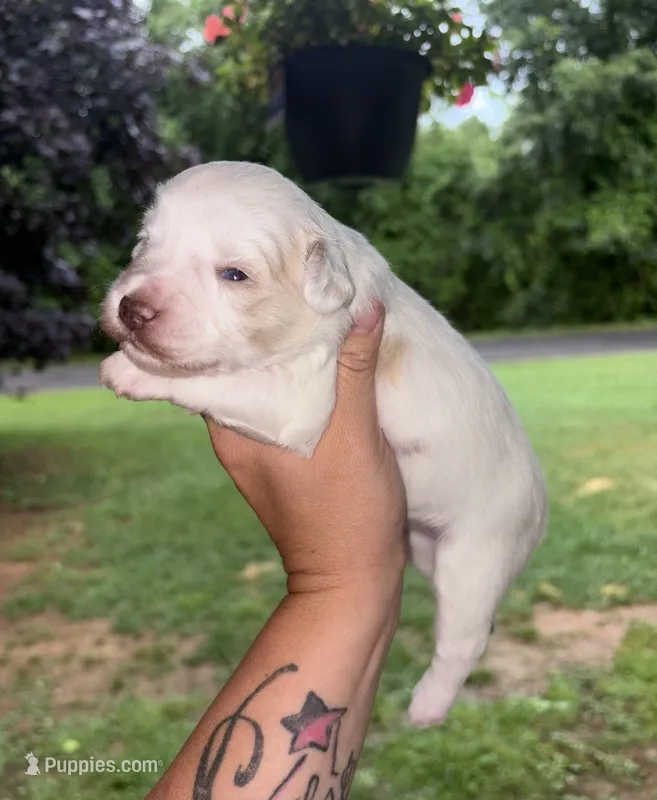 White Girl 1  – Miniature Schnauzer puppy for sale in Hillsville, VA