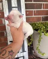 White Girl 1 , a female Miniature Schnauzer for sale in Hillsville, VA – 2 of 4