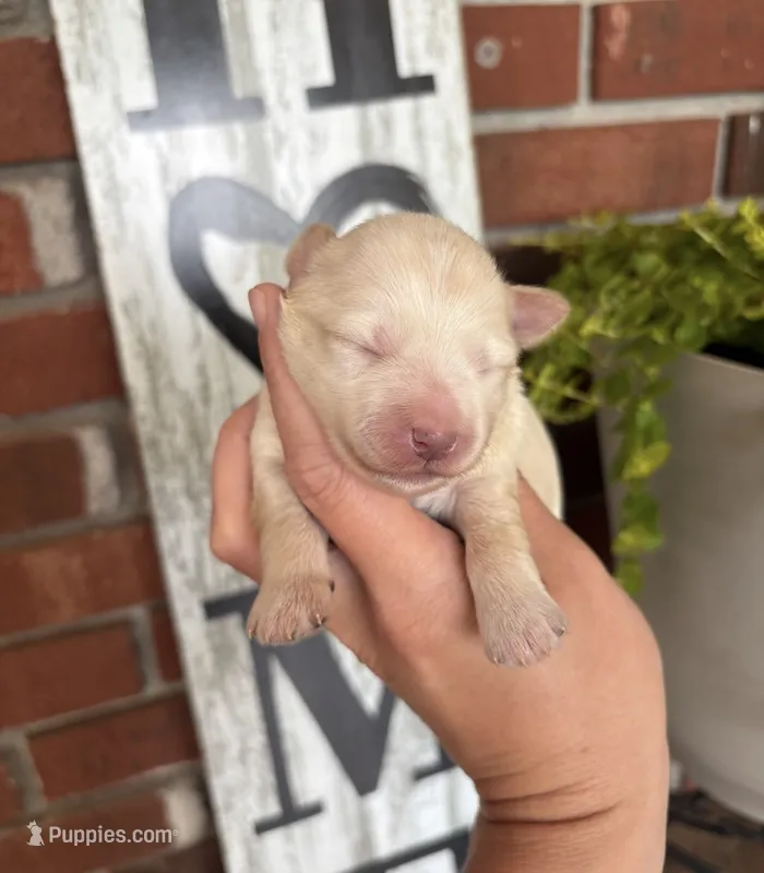 Wheaton Boy  – Miniature Schnauzer puppy for sale in Hillsville, VA